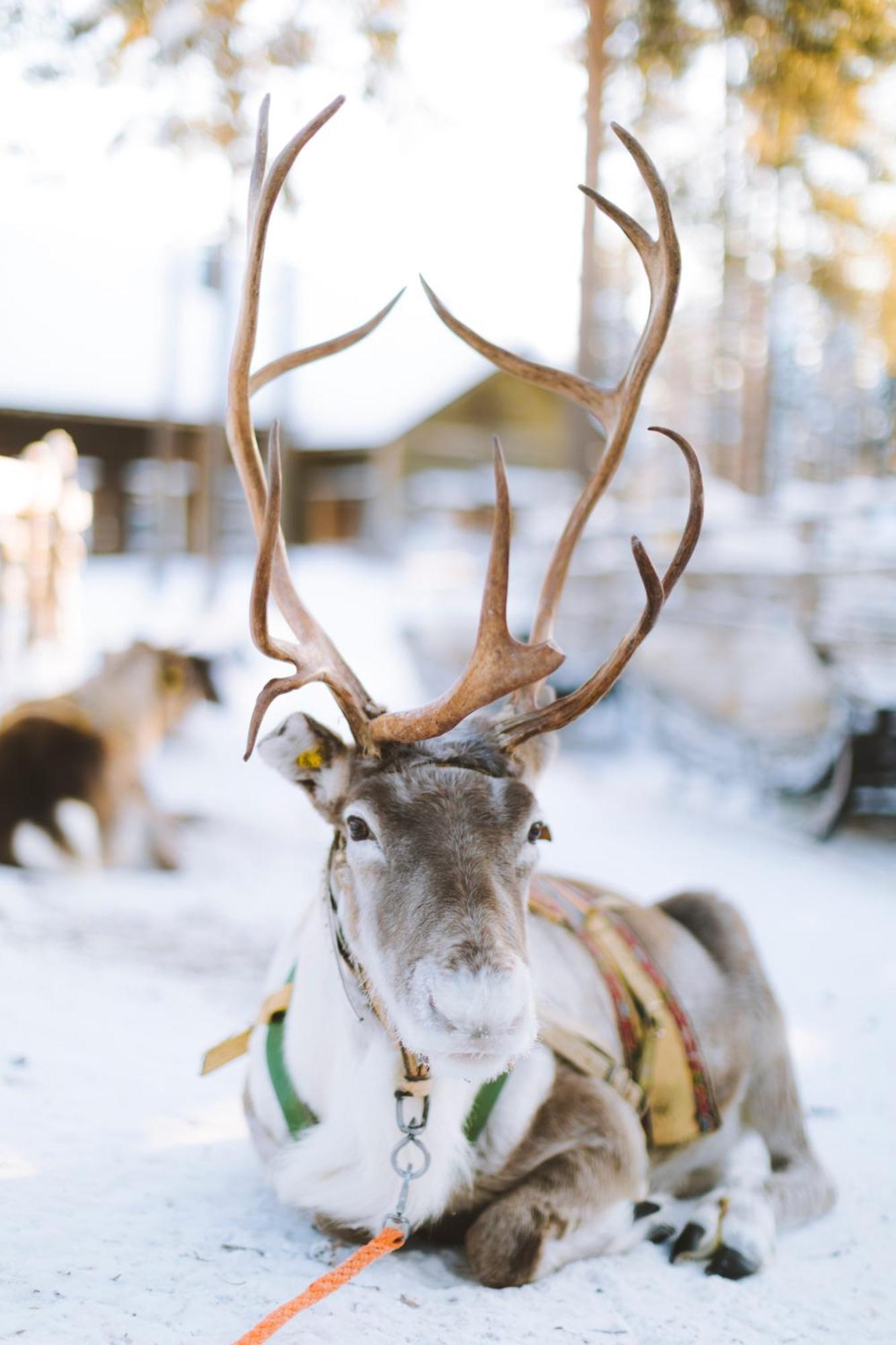 Reindeer Manor Levi Hotel Ngoại thất bức ảnh